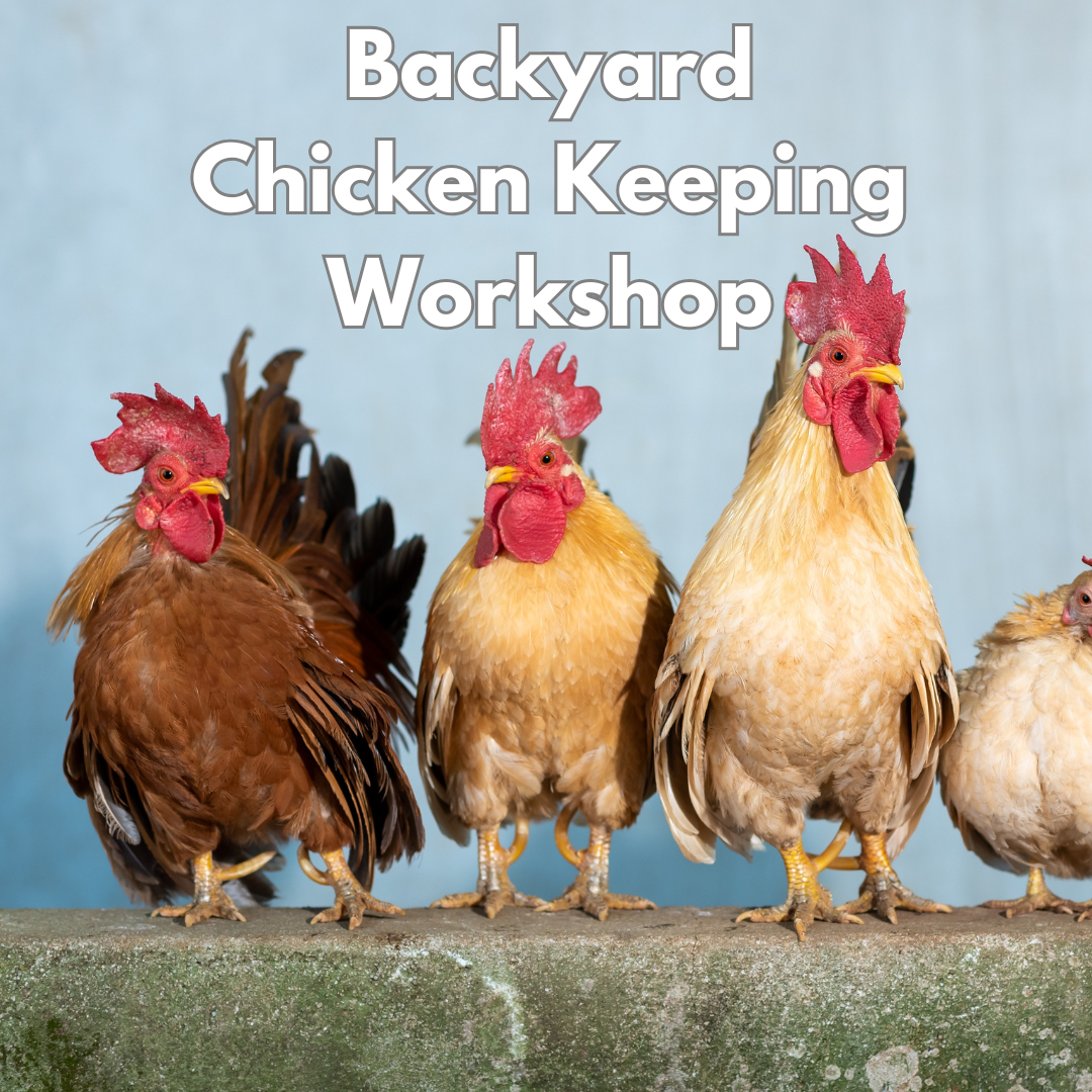 Backyard Chicken Keeping Seminar: Raising Happy & Healthy Hens - March 30, 2025